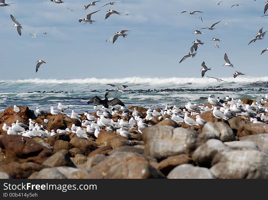 Seabirds congregate off the rocks, Cape Town. Seabirds congregate off the rocks, Cape Town