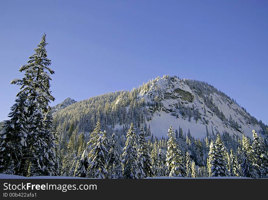 Snow covered trees and mountain in Alpental, WA. Snow covered trees and mountain in Alpental, WA