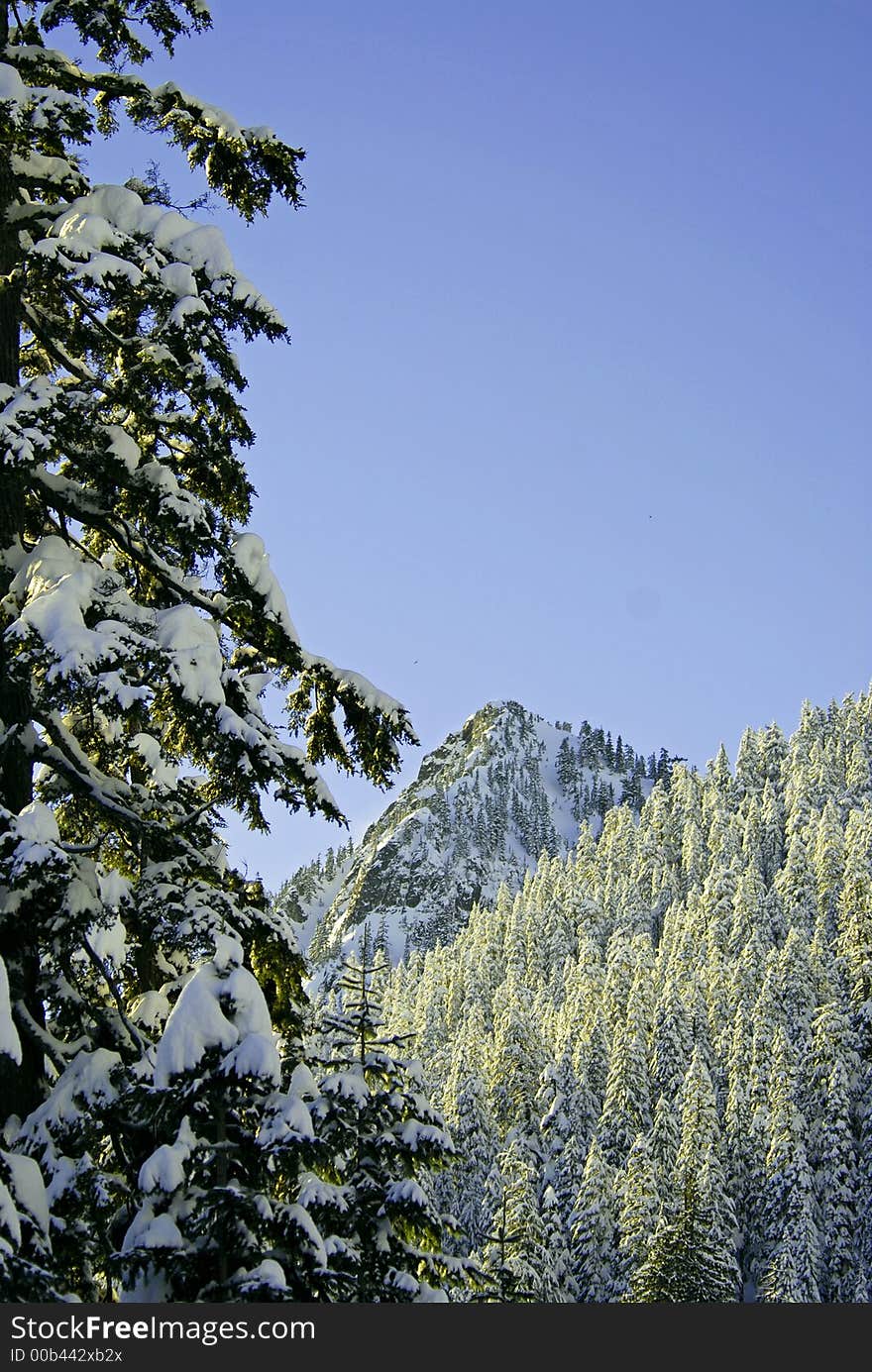 Mountain and snow covered trees in Alpental, WA. Mountain and snow covered trees in Alpental, WA