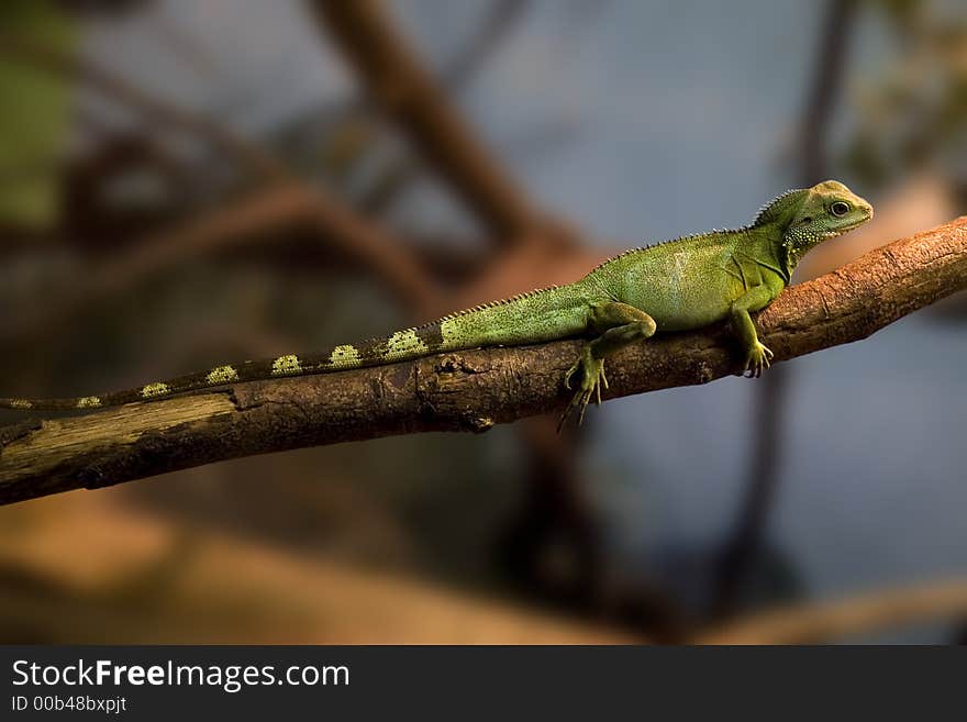 Green Iguana (blurred background)