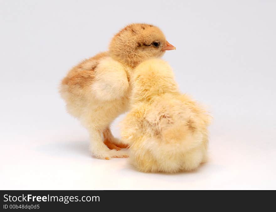 Newly born chicken on white background