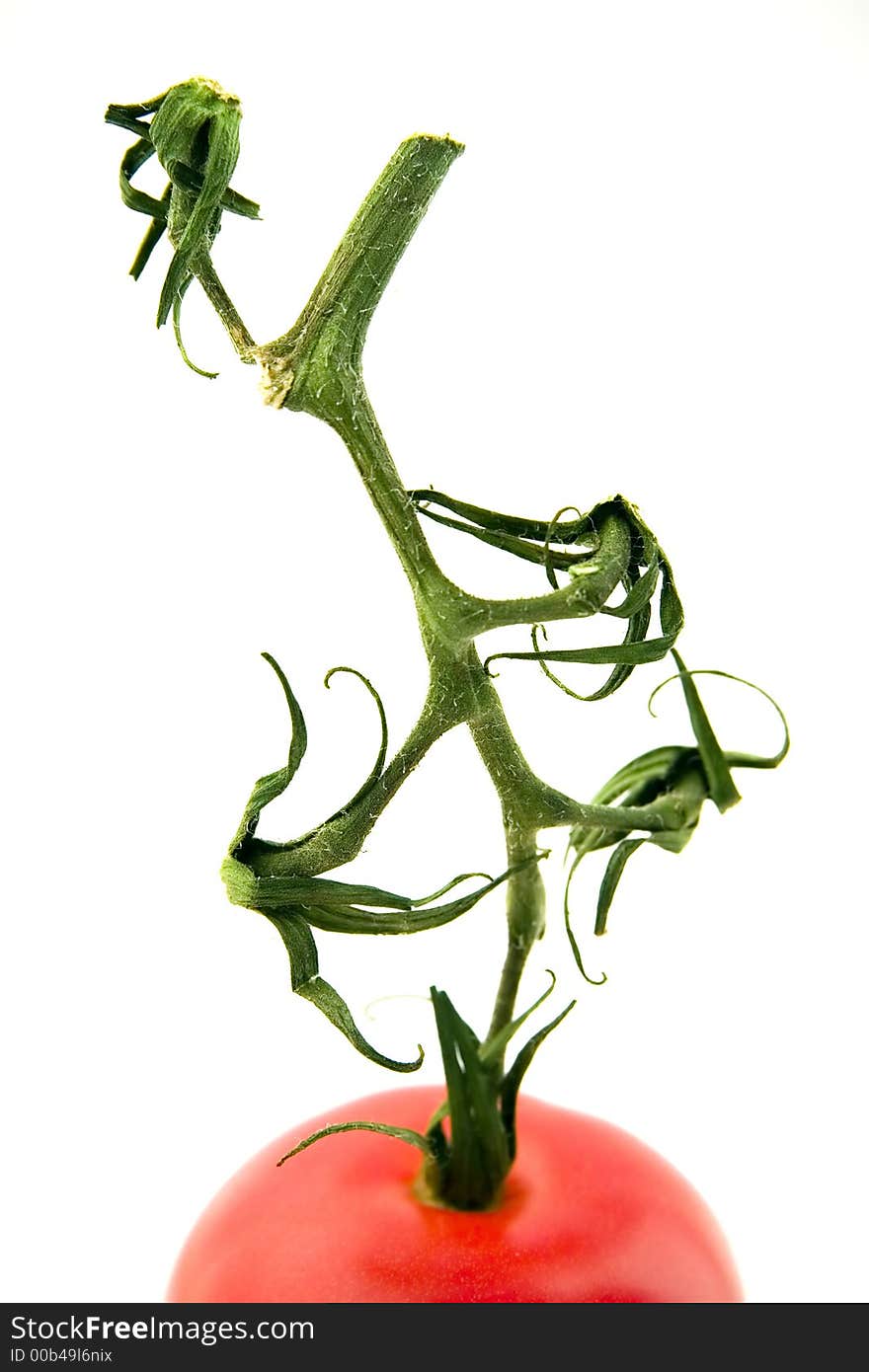 Close up of a tomato with its stem isolated over white