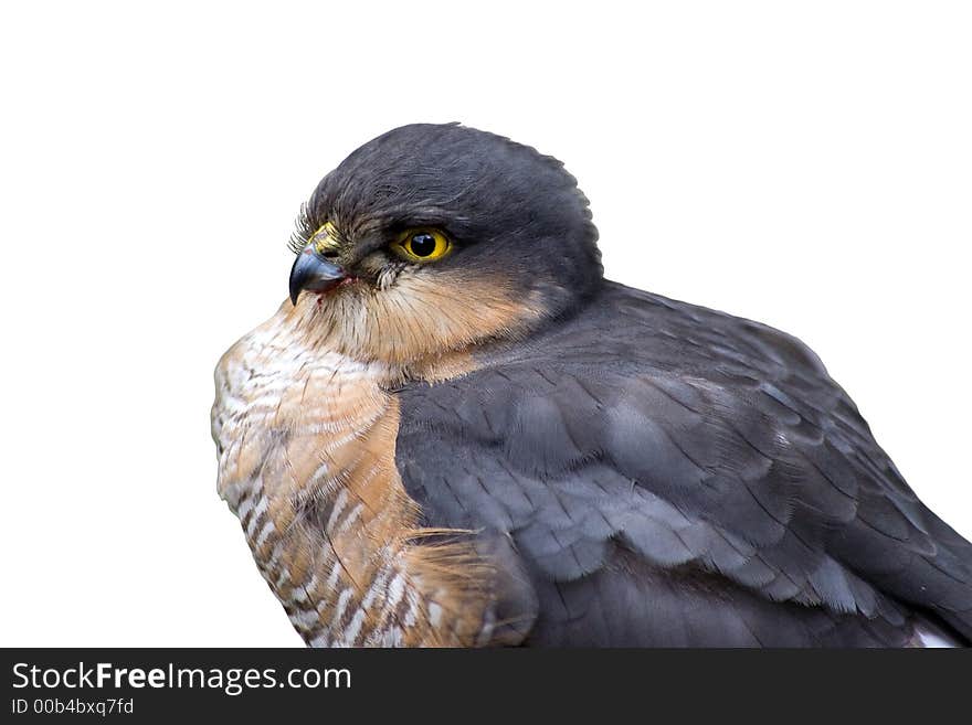 Hawk, just after her dinner, with a plain white background. Hawk, just after her dinner, with a plain white background.