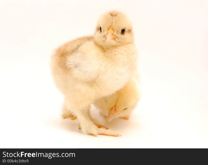 Newly born chicken on white background