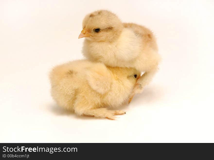 Two newly born chicken on white background