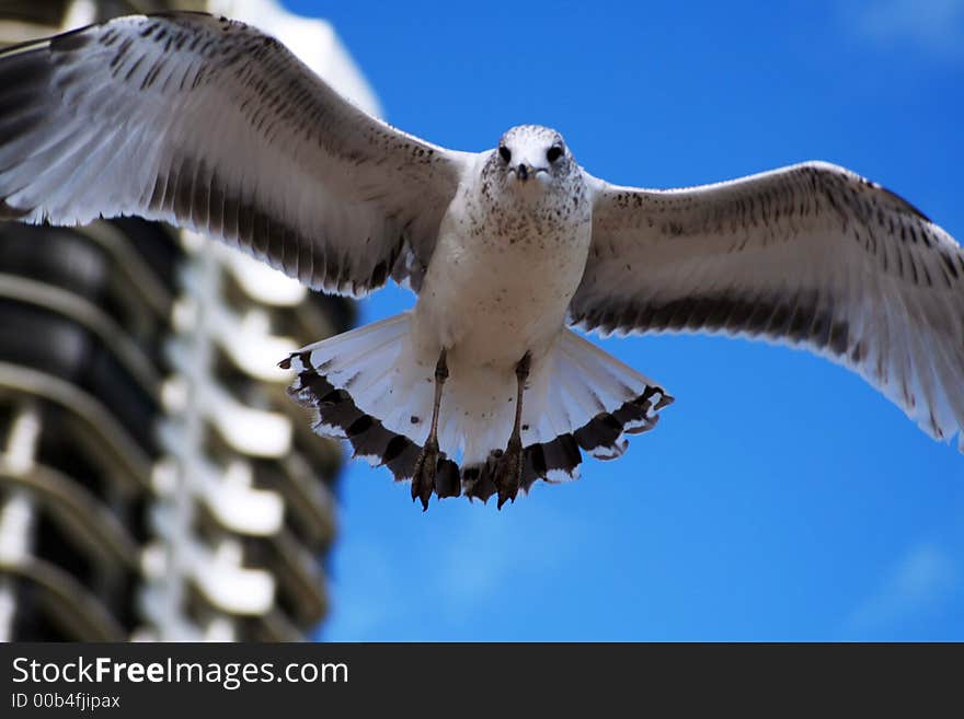 Seagull in flight