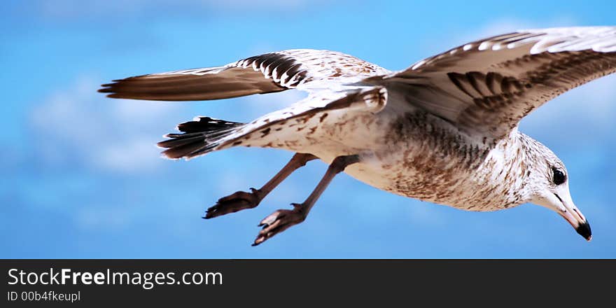 Seagull in flight