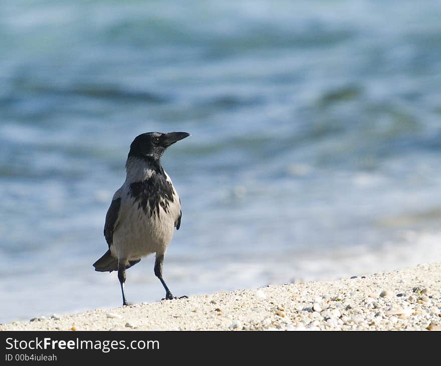 A bird by the sea