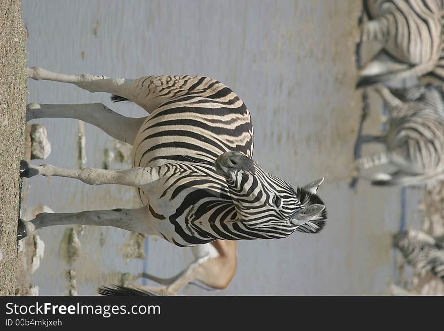 Okaukuejo, Etosha National Park, Namibia. Okaukuejo, Etosha National Park, Namibia