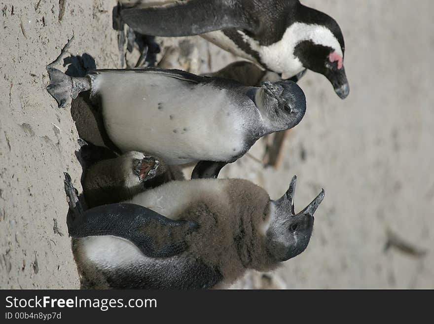 Penguins at Boulder beach in Capetown, South Africa