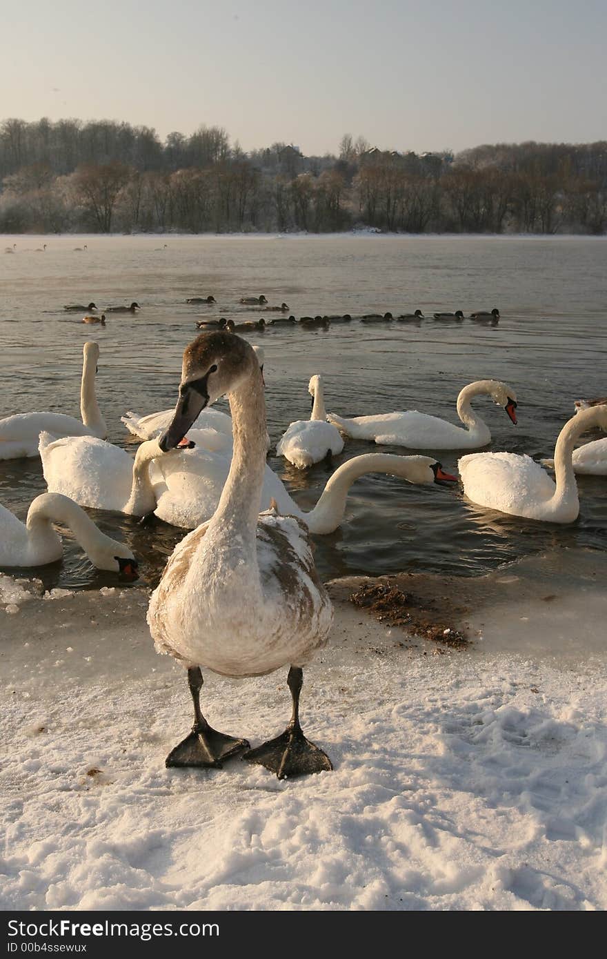 The cob standing on the bank in cold winter day. The cob standing on the bank in cold winter day