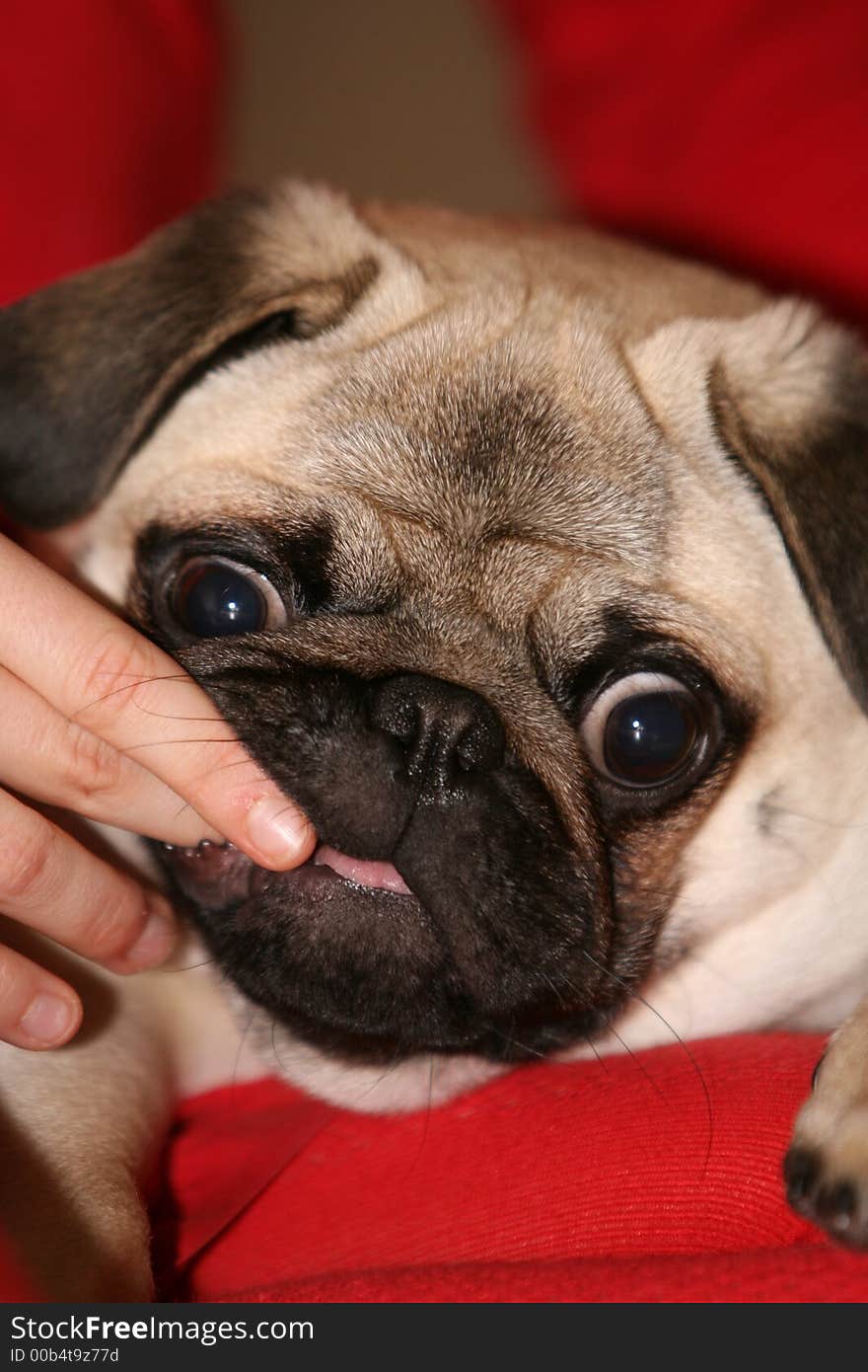 Sweet pug with rose tongue. Sweet pug with rose tongue