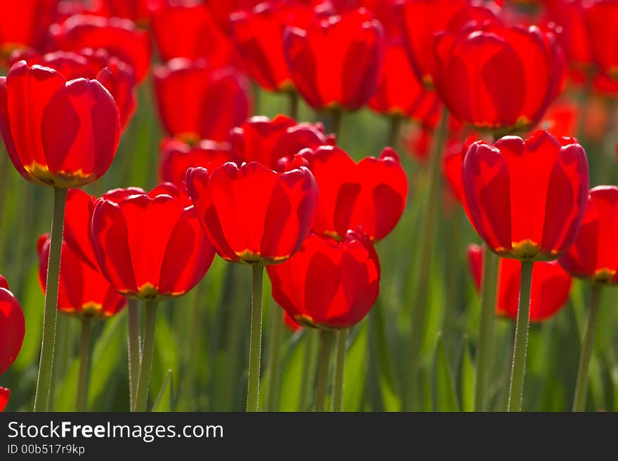 Bright spring selection tulips filled by the sun. All flowers have turned heads to light. Bright spring selection tulips filled by the sun. All flowers have turned heads to light