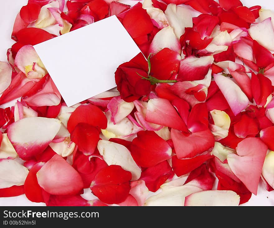 Rose and blank card for valentine on petal