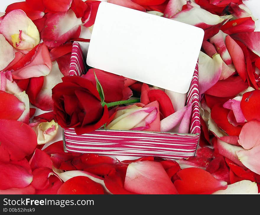 Red rose on a gift box with blank card for valentine day