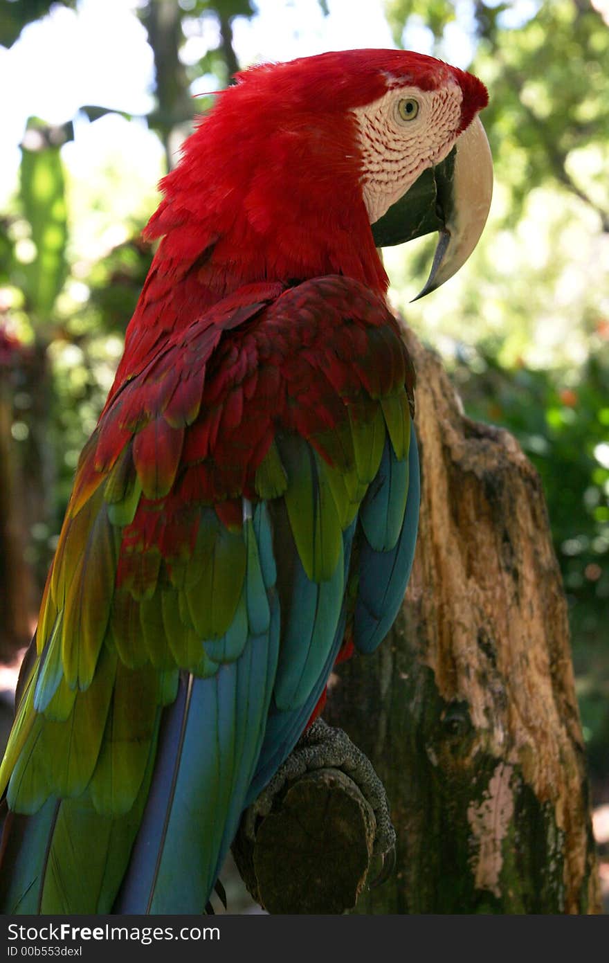 Closeup of colorful parrot pirching. Closeup of colorful parrot pirching