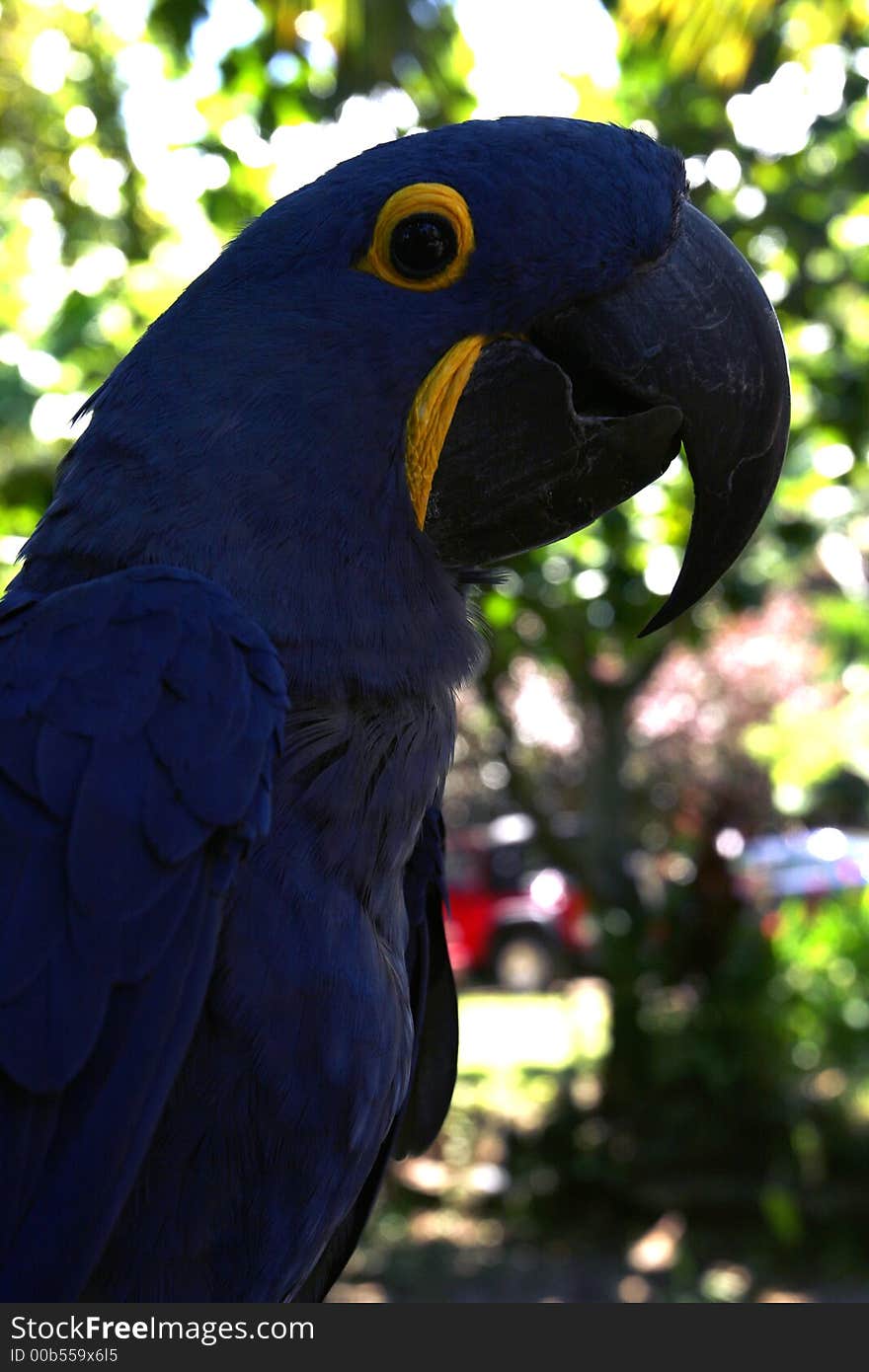 Closeup of colorful parrot pirching. Closeup of colorful parrot pirching