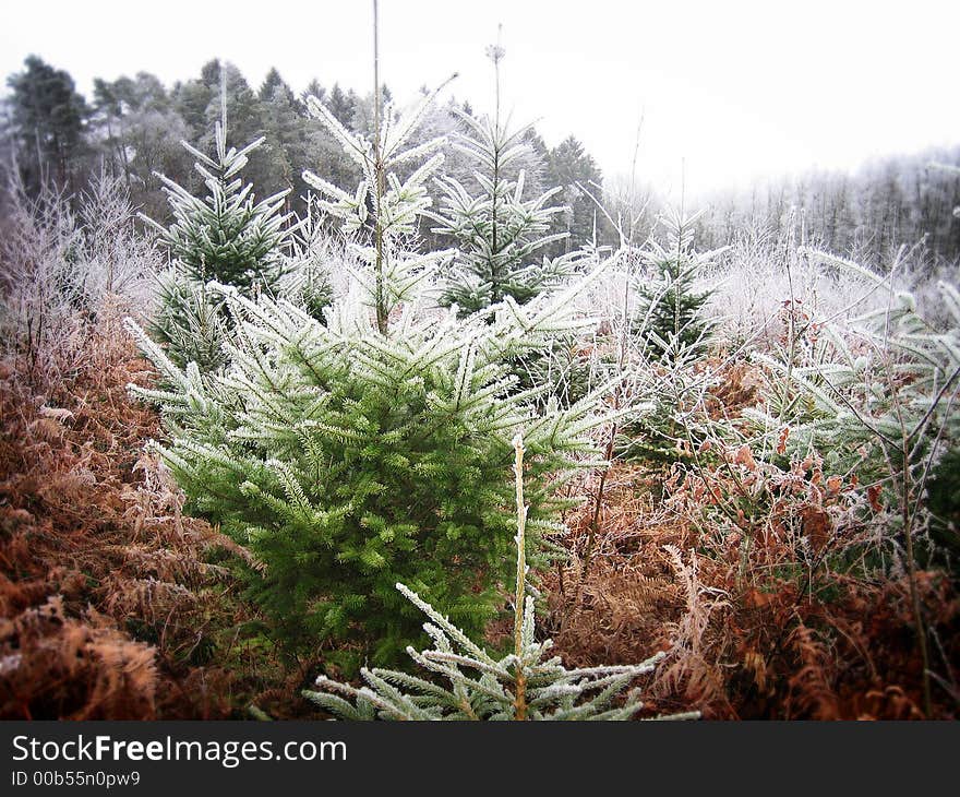 Frozen forest in the Ardennes (Belgium)