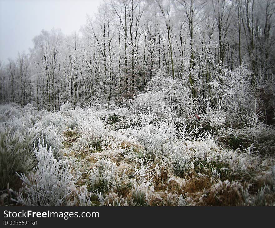 Frozen forest in the Ardennes (Belgium)