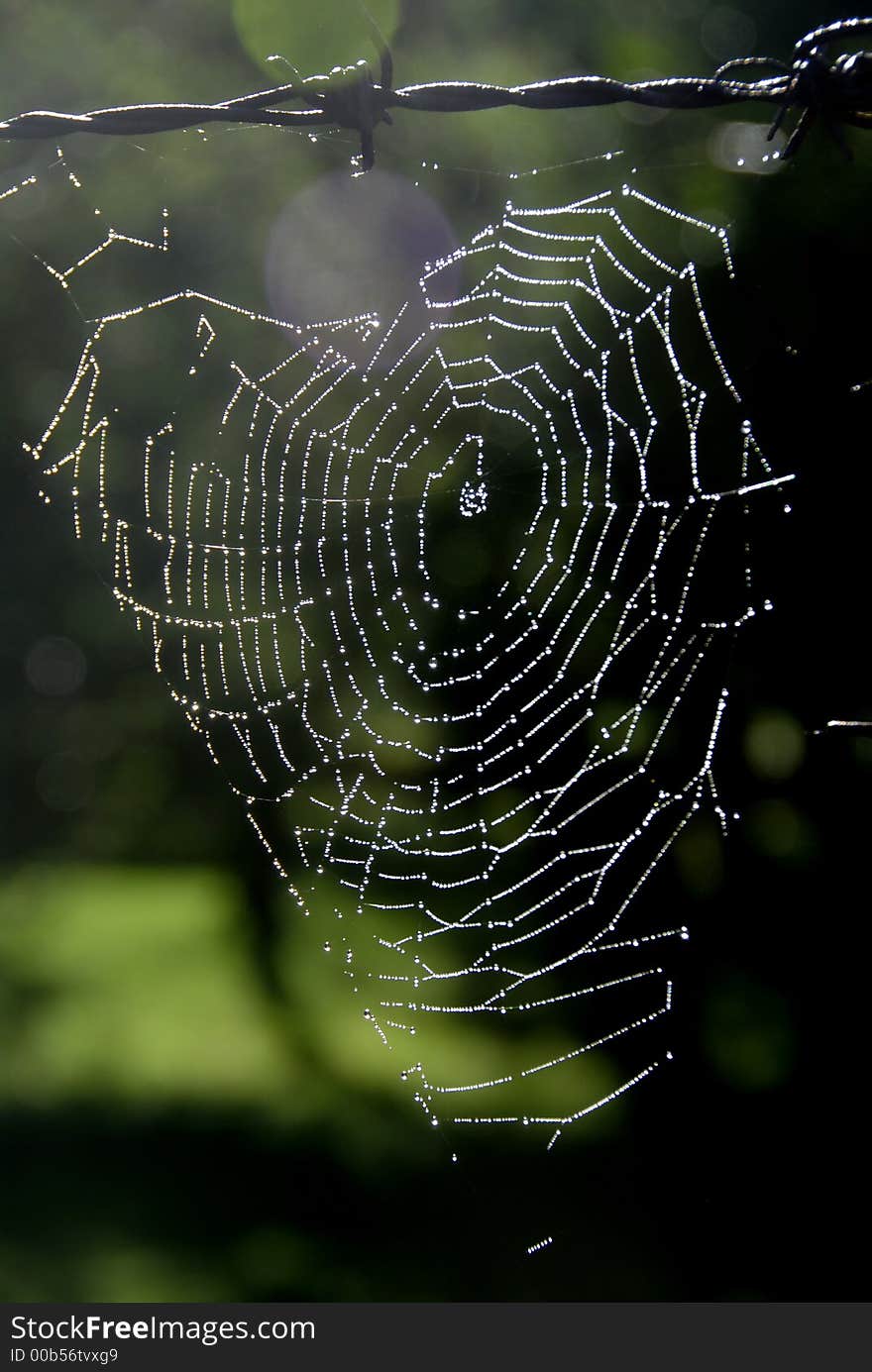 Cobweb in the forest, early in the morning. Cobweb in the forest, early in the morning