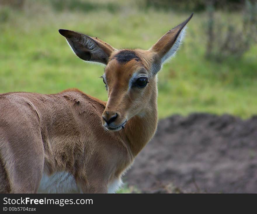 A young Impala turning it's head