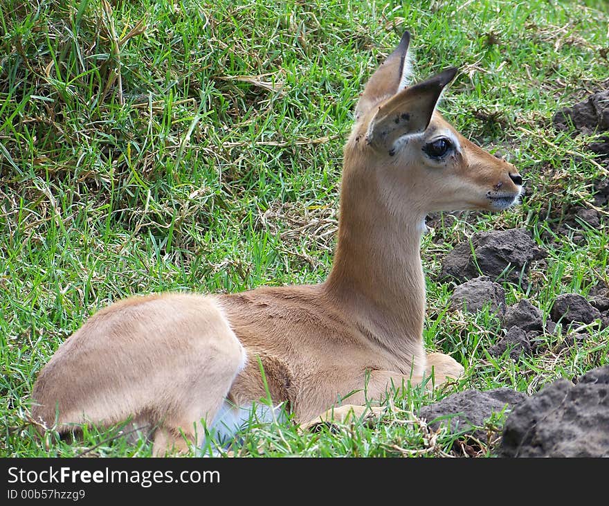 A young Impala lying bown