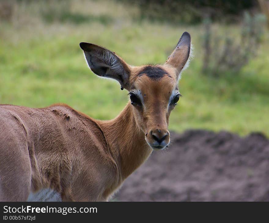 A young Impala looking backwards at the camera