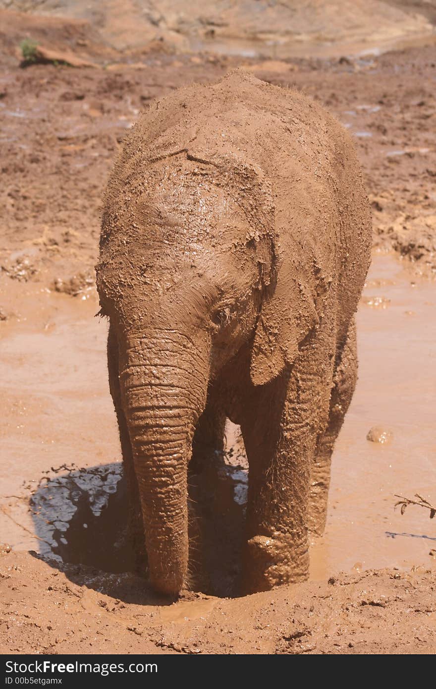 Baby Elephant having a mud bath