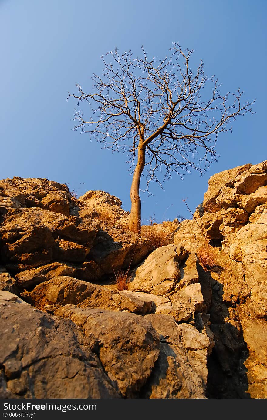 Isolated tree on the rocks