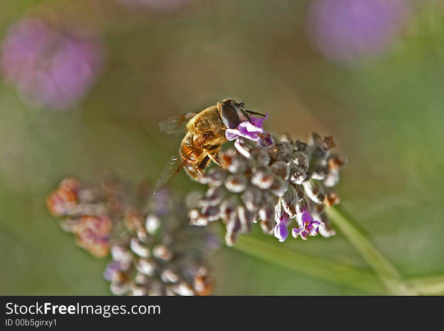 Bee on a lavender flower