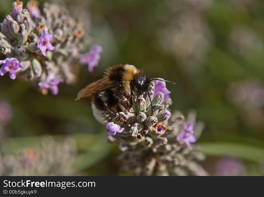 Bee on a lavender flower