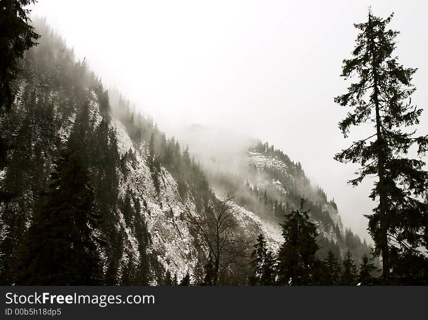 Deep fog over ice forest. Deep fog over ice forest