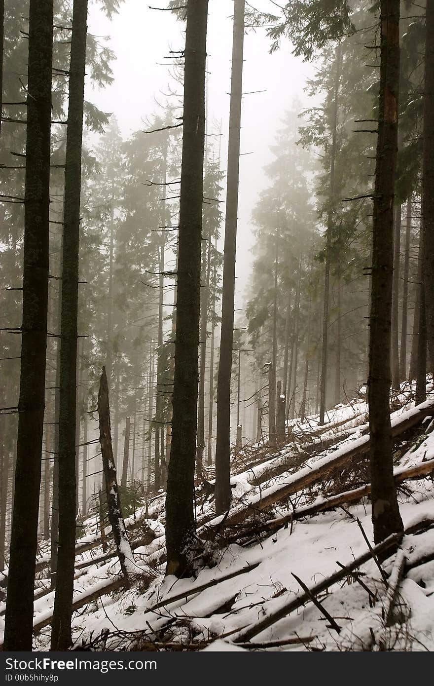 Foreces of nature in winter time. Foreces of nature in winter time