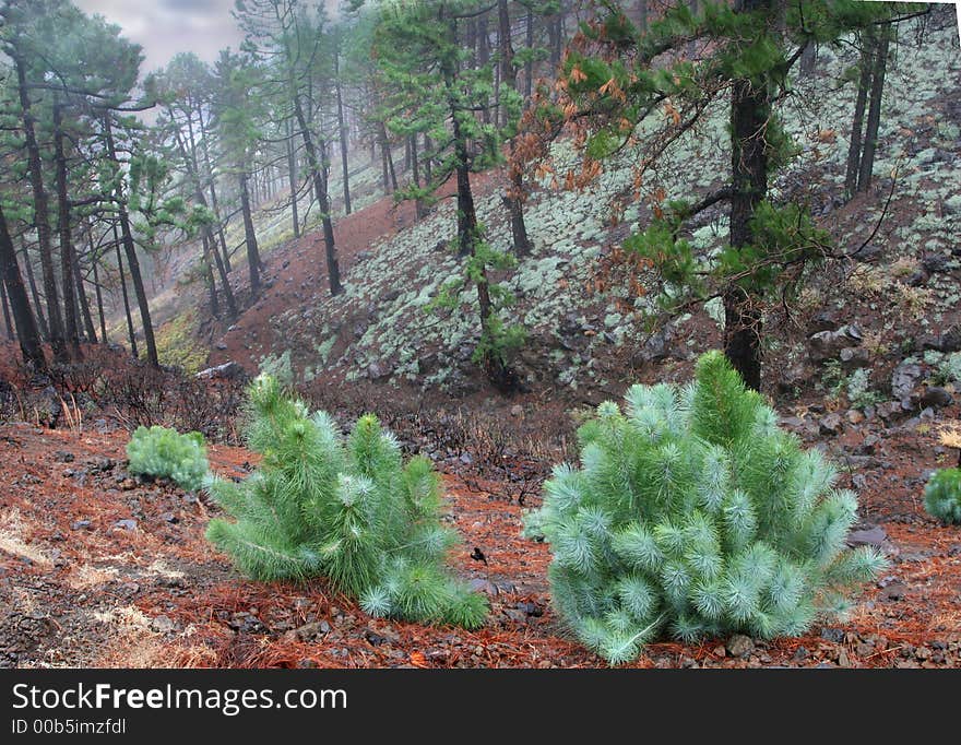 Rain in the forest, canary, la palma. Rain in the forest, canary, la palma