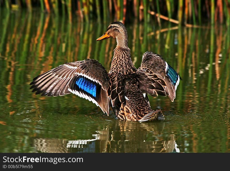 The duck who has straightened wings