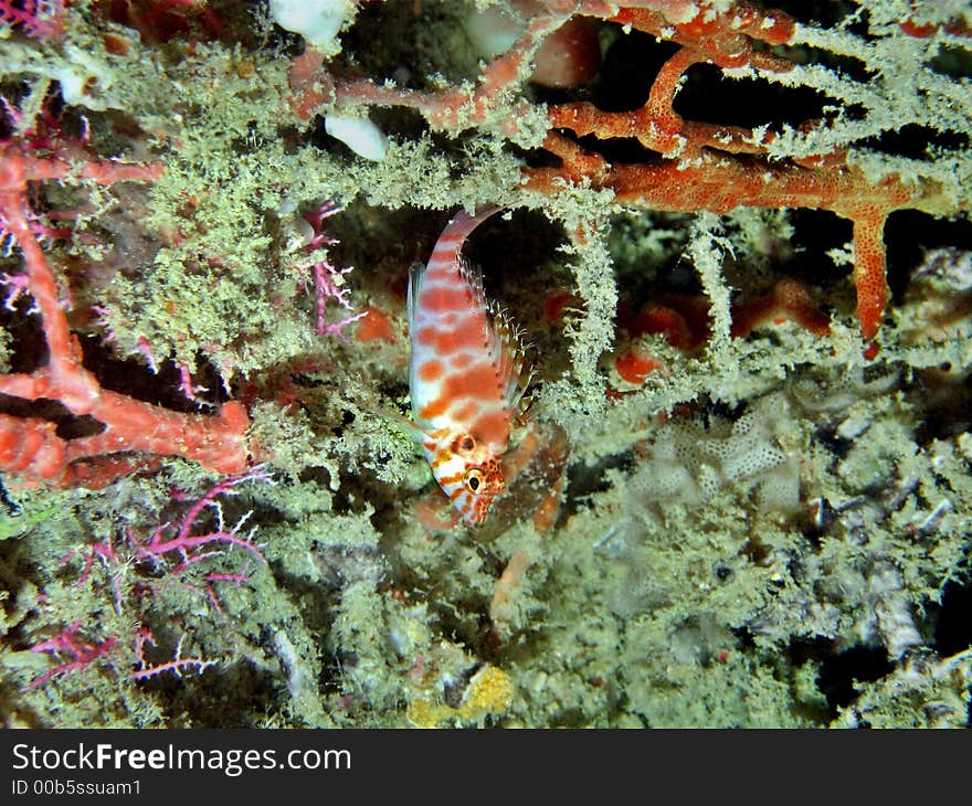 Little Hawkfish