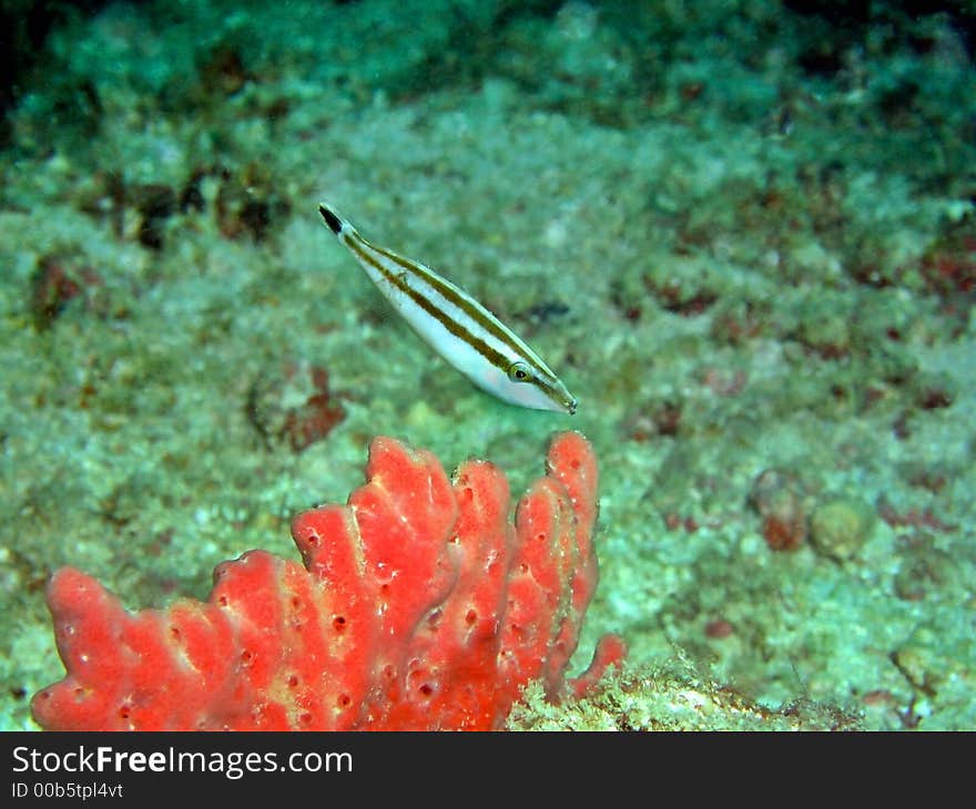 Rhino Filefish