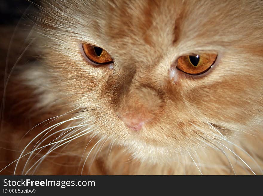 A portrait Persian red cat