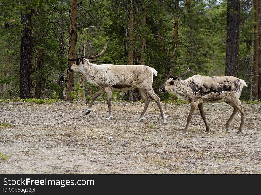 Reindeers in the north-sweden forest