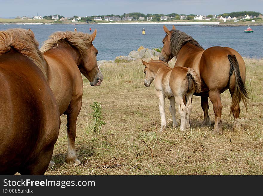 Horses are looking over the water in Brittany (France). Horses are looking over the water in Brittany (France).