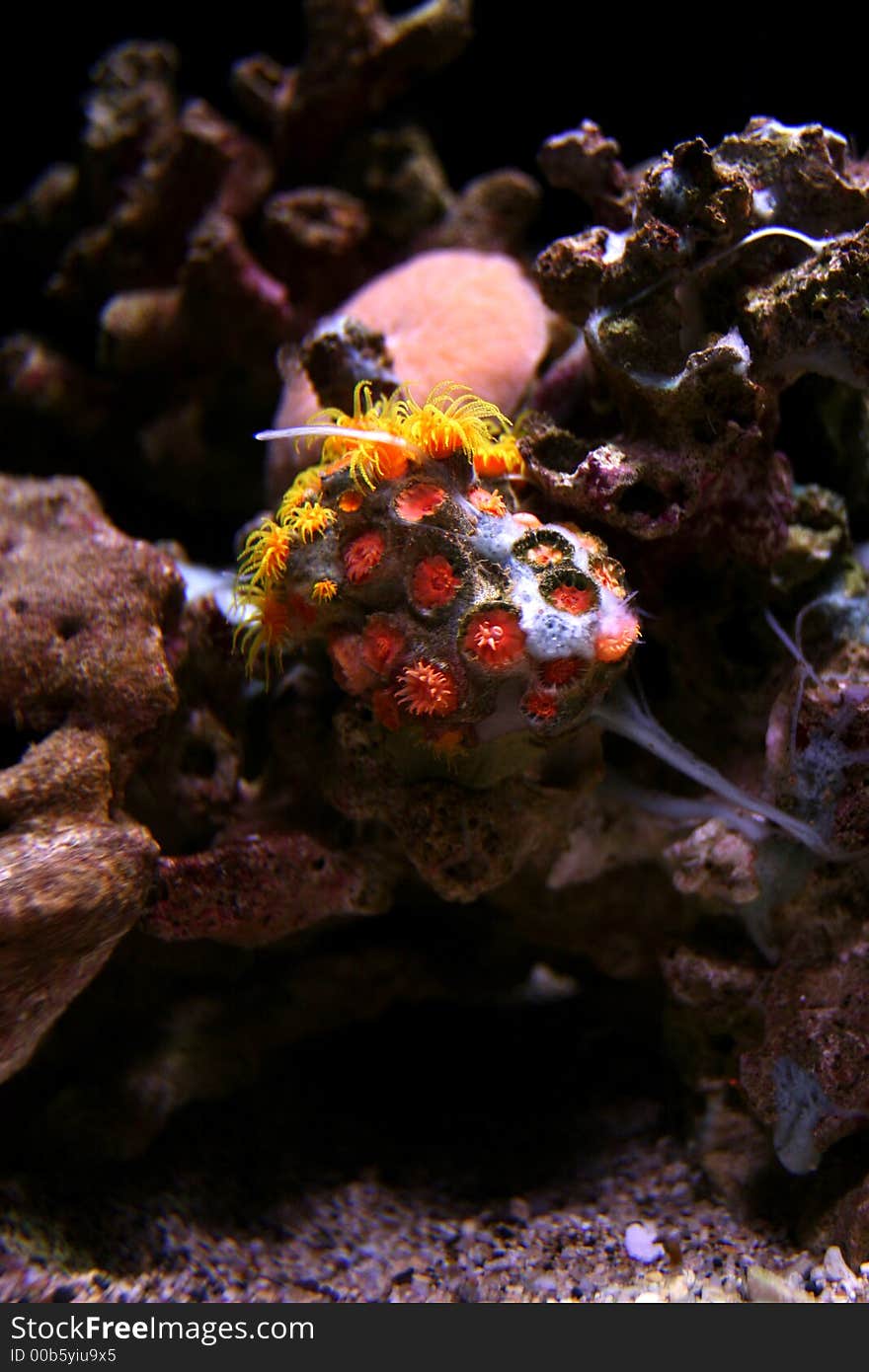 Underwater shoots of coral reefs, exotic fish, plants - from Hawaii. Underwater shoots of coral reefs, exotic fish, plants - from Hawaii