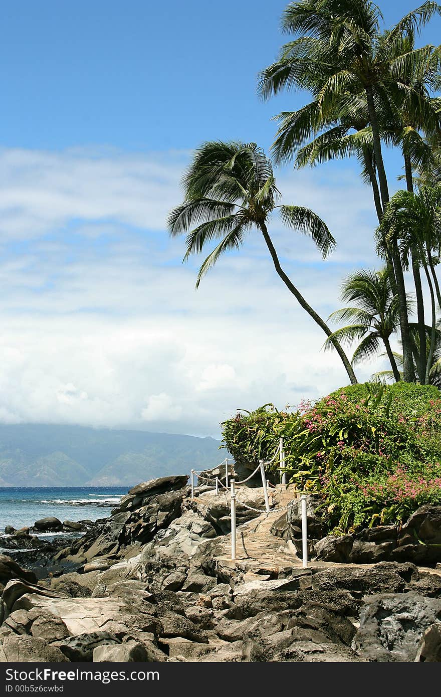 Paradise with palm trees