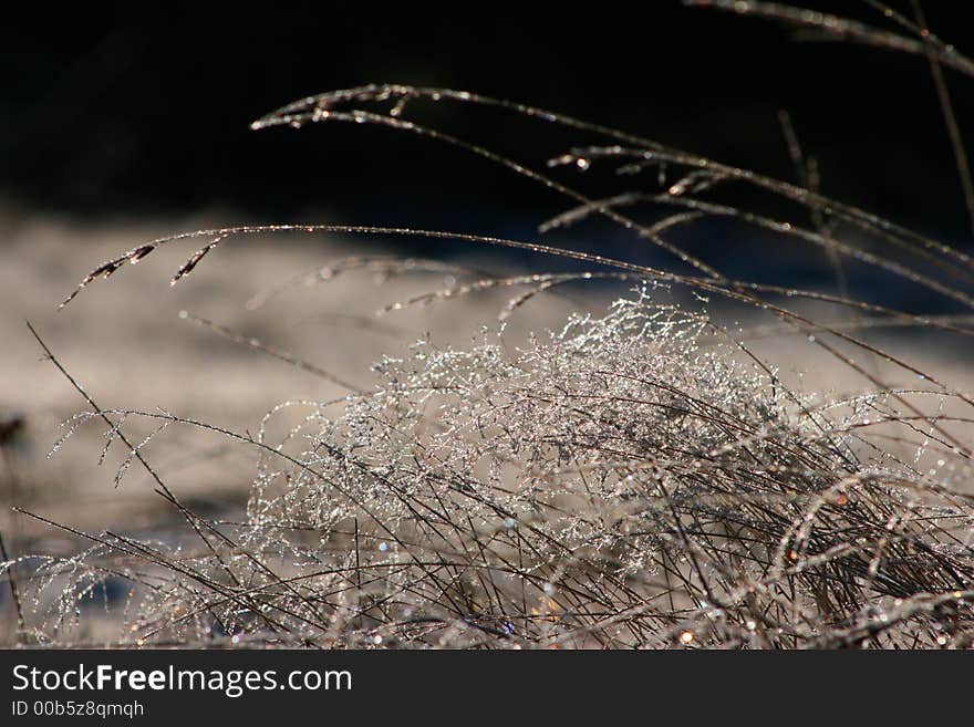 Frozen weed