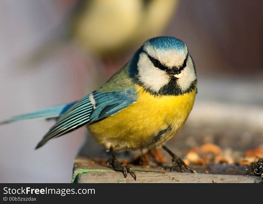 Funny blue tit