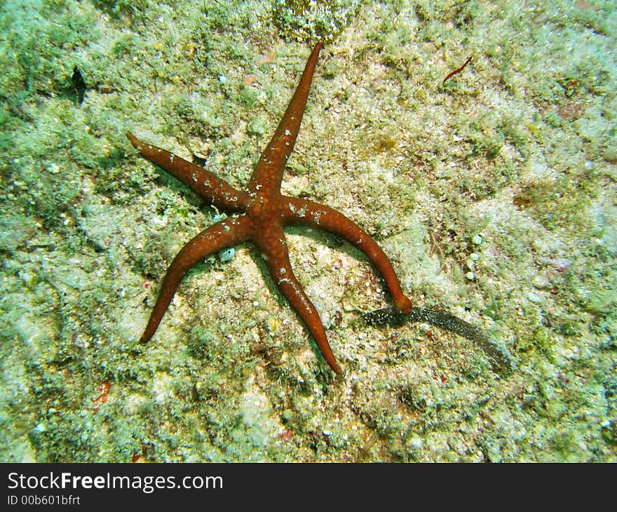 Five legged sea star, related to the brittle stars, sea urchins, sea cucumbers and feather stars. Five legged sea star, related to the brittle stars, sea urchins, sea cucumbers and feather stars