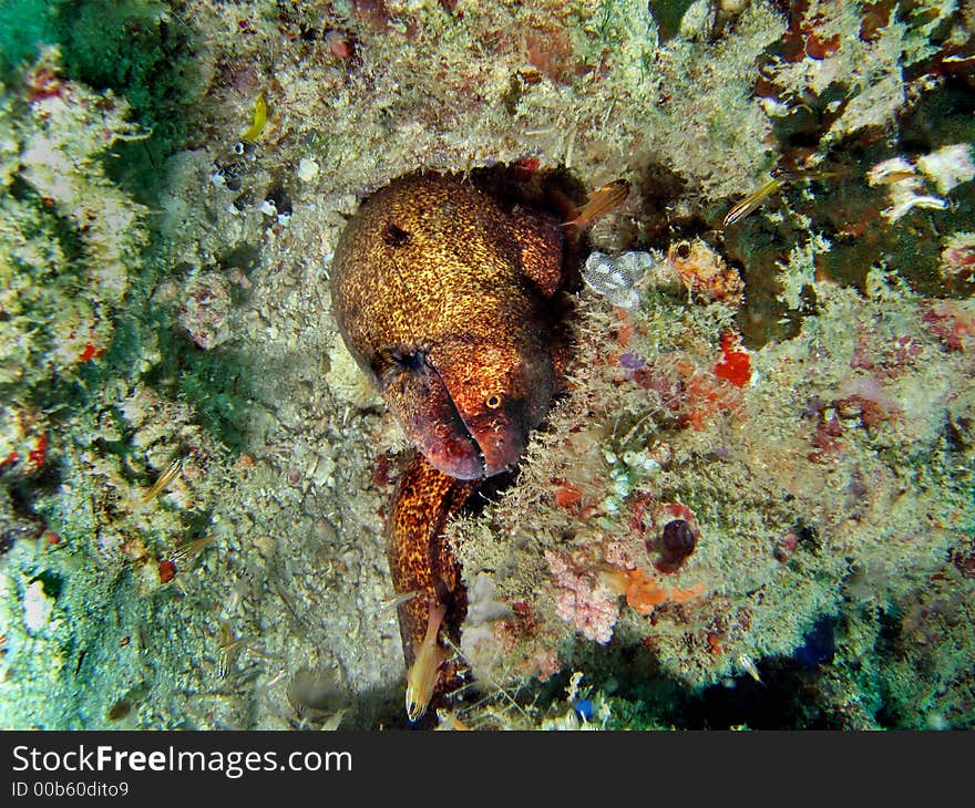 Yellowmargin Moray