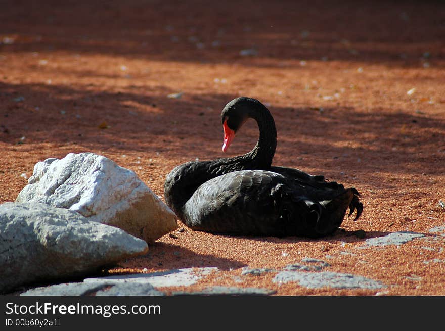 Black swan