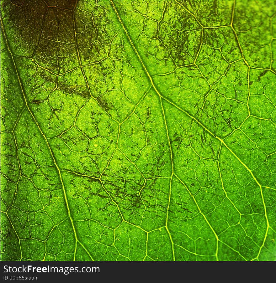 Very detailed macro of leaf