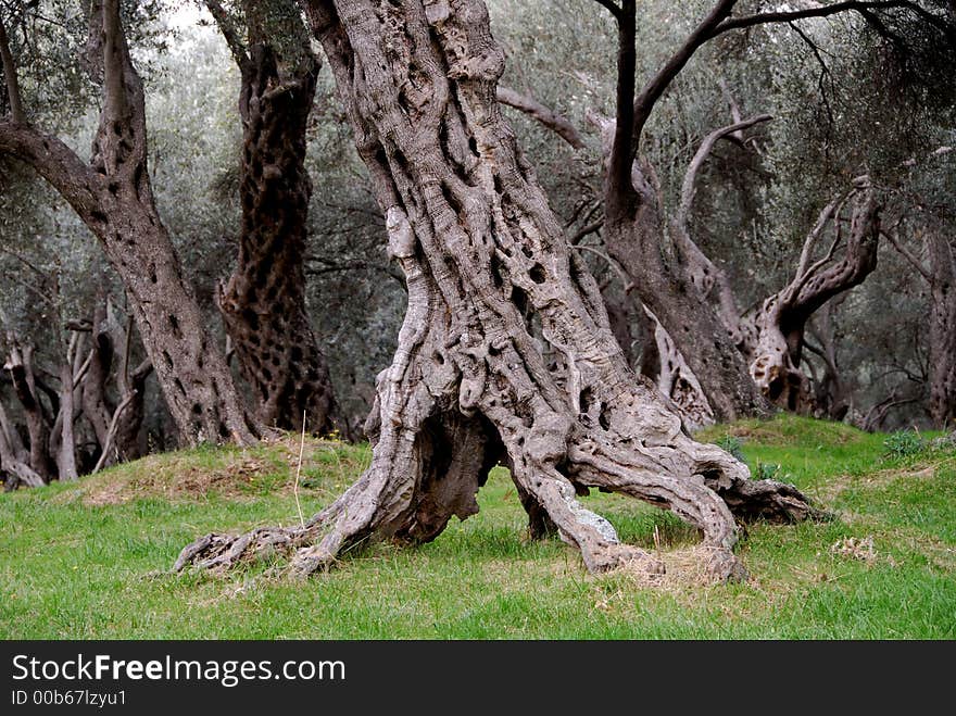 Olive tree 2