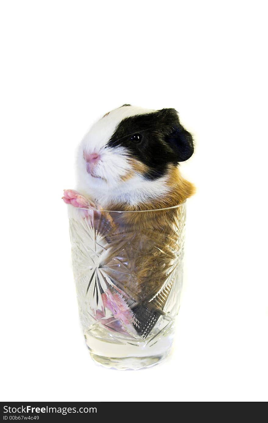 Baby guinea pig in the glass isolated